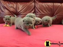 scottish fold kitten posted by bobbykle18