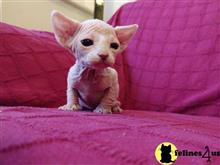 sphynx kitten posted by bobbykle18