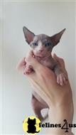 sphynx kitten posted by bobbykle18