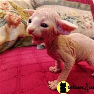 sphynx kitten posted by bobbykle18
