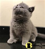 british shorthair kitten posted by Catalinabrooks