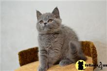 british shorthair kitten posted by Catalinabrooks