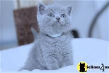british shorthair kitten posted by Catalinabrooks