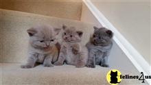 british shorthair kitten posted by Catalinabrooks