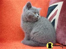 british shorthair kitten posted by Catalinabrooks