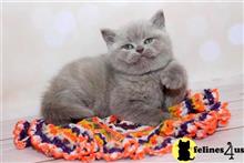 british shorthair kitten posted by Catalinabrooks