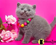 british shorthair kitten posted by Catalinabrooks