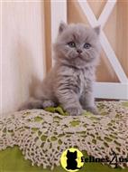 british shorthair kitten posted by Catalinabrooks