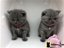 british shorthair kitten posted by Catalinabrooks