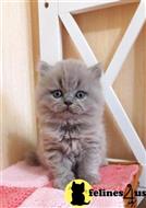british shorthair kitten posted by Catalinabrooks