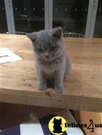 british shorthair kitten posted by Catalinabrooks
