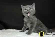 british shorthair kitten posted by Catalinabrooks