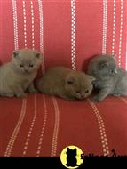 british shorthair kitten posted by Catalinabrooks