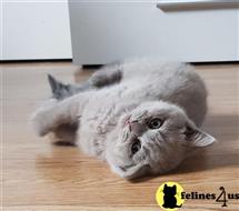 british shorthair kitten posted by Catalinabrooks