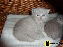 british shorthair kitten posted by Catalinabrooks