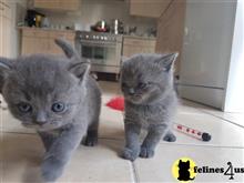 british shorthair kitten posted by Catalinabrooks