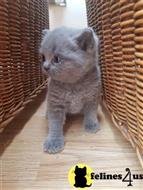 british shorthair kitten posted by Catalinabrooks