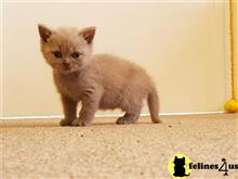 british shorthair kitten posted by Catalinabrooks