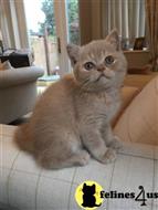 british shorthair kitten posted by Catalinabrooks