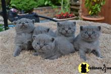 british shorthair kitten posted by Catalinabrooks