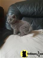 british shorthair kitten posted by Catalinabrooks