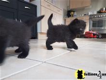 british shorthair kitten posted by Catalinabrooks
