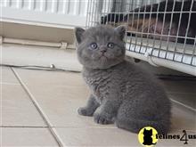 british shorthair kitten posted by Catalinabrooks