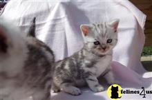 british shorthair kitten posted by Catalinabrooks