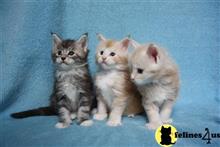 maine coon kitten posted by Catalinabrooks