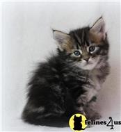maine coon kitten posted by Catalinabrooks