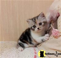 maine coon kitten posted by Catalinabrooks