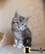 maine coon kitten posted by Catalinabrooks