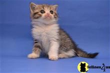 maine coon kitten posted by Catalinabrooks