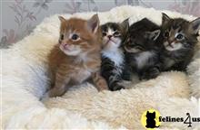 maine coon kitten posted by Catalinabrooks