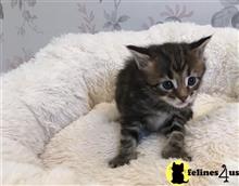 maine coon kitten posted by Catalinabrooks