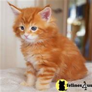 maine coon kitten posted by Catalinabrooks