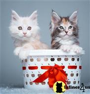 maine coon kitten posted by Catalinabrooks