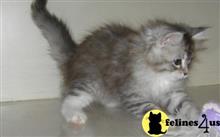 maine coon kitten posted by Catalinabrooks