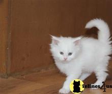 maine coon kitten posted by Catalinabrooks