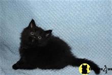 maine coon kitten posted by Catalinabrooks