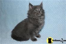 maine coon kitten posted by Catalinabrooks