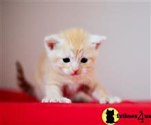 maine coon kitten posted by Catalinabrooks