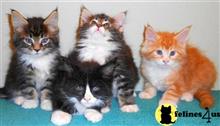 maine coon kitten posted by Catalinabrooks