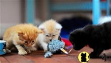 maine coon kitten posted by Catalinabrooks