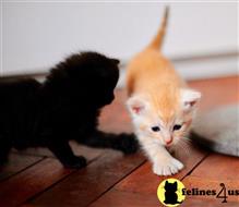 maine coon kitten posted by Catalinabrooks