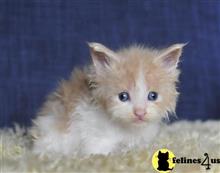 maine coon kitten posted by Catalinabrooks