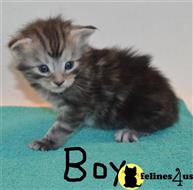 maine coon kitten posted by Catalinabrooks