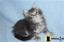 maine coon kitten posted by Catalinabrooks