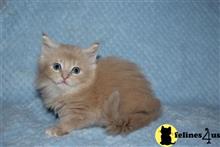 maine coon kitten posted by Catalinabrooks