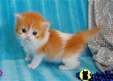 munchkin kitten posted by Catalinabrooks